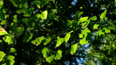 Ginkgo biloba yeşil yelpaze şekilli yapraklar ağaçta. Güneş ışığı. Ginkgo tıpta kullanılan tıbbi bir bitkidir..