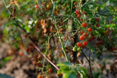 Sebze yatağında frenk üzümü domatesi. Ev ekimi. Hastalıklar ve domateslerin korunması. Boşluğu kopyala.