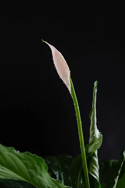 stock image Peace Lily or Spathiphyllum flower on black background. Water drops. House plant care. Shallow depth of field.