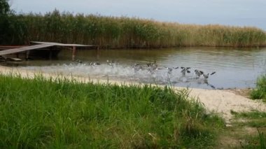 Svitiaz Gölü kıyısındaki korkmuş Merganser (Mergus merganser) veya Goosanders sürüsü. Tahta köprü, sazlıklar, kumlu sahil. Shatsky Ulusal Doğal Parkı, Ukrayna.