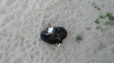 Yavru köpekler kumların üzerinde oynuyorlar. Sabah kumsalı. Yukarıdan görüntüle.