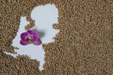 Map of Netherlands with wheat grain. Orchid flower. Global trade concept. Netherlands as a leader in eco-friendly floriculture. clipart