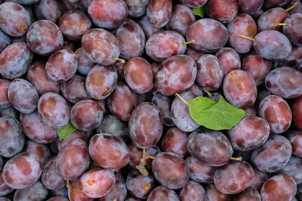 stock image Green leaf on the purple color plums background. Ripe plums in the morning light.