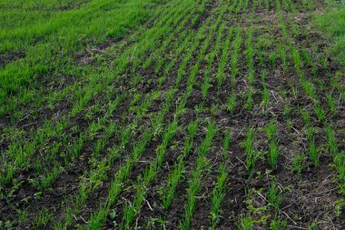 Soya fasulyesinden sonra buğday ekilir. Ekin rotasyonu. Buğday ve soya fasulyesi tarlada bir araya geldi..