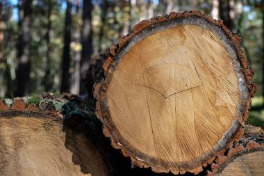 Orman arka planında kereste ticareti için kesilmiş meşe gövdeleri. Çiğ odun ticareti. Modelleme. Güneşli bir gün, gölgeler. Boşluğu kopyala.