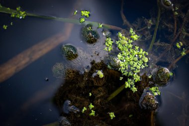 Meditative water background of aquatic plants. Duckweeds, and Water Milfoil. Mood board. Dark photo. Copy space. clipart