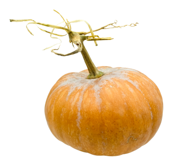 Dal kuyruklu turuncu renkli balkabağı. Doğanın bir mucizesi. Komik balkabağı. Dekorasyon ve tasarım. Boşluğu kopyala.