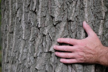 Büyük Ağaç Kabuğundaki Adamın Eli. Saklı Kişi Yaşlı Meşe Bagajı 'na sarılıyor. Minimalizm. Uzayı kopyala Çevresel Konsept.