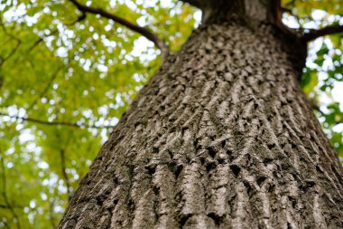 Old Oak, the Trunk of which Can not be Hugged. Ecological Concept. Copy Space. View from Below. Shallow Depth of Field. clipart