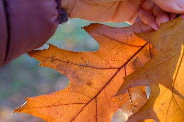 Kırmızı Meşe Yapraklı Paltolu Yaşlı Kadın. Mor ve Kırmızı Renkler. Emeklilikte doğa terapisi. Boşluğu Kopyala.