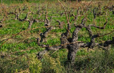 Vineyard in the Autumn Sunlight. Old Vines. Care of Vineyards in the Fall. Provence, France Winemaking. clipart