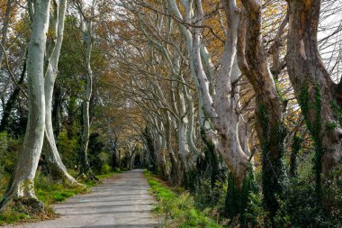 Provence, Fransa 'daki eski Uçak Ağaçları Sokağı' ndan geçen manzara. Sonbahar güneşi ağaçların arasından süzülerek yumuşak gölgeler oluşturur. Yürüme ya da bisiklet yolu.