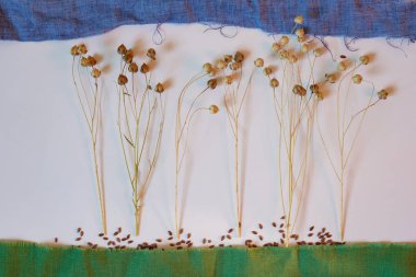 Tohum kabukları ve dağınık keten tohumlarıyla kurumuş keten bitkileri. Mavi gökyüzü ve yeşil çimen çerçevesi keten tekstil ürünlerinden yapılmıştır. Keten kumaşlar için çevre dostu lifler. Yenilenebilir biyolojik çözünebilir kaynaklar.