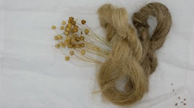 Keten tohumlar beyaz keten kumaşın üzerine dökülür. Keten bitkiler ve keten lifleri. Sürdürülebilir kaynak ve moda.