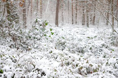 Wild blackberry thickets with green leaves are in a pine forest covered with snow. Wildlife of Ukraine. clipart