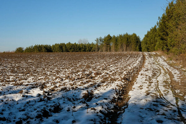 Сельскохозяйственное поле слегка покрыто снегом. Поле рядом с сосновым лесом. Грязная дорога. Сельский пейзаж Украины.