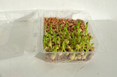 Evde mikroçim yetiştiriyorum. Şeffaf plastik bir kabın içindeki bezelyeler. Mikro yeşillik yetiştirmek için çevre dostu paspas. Topraksız bahçe..