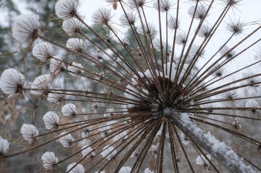 Karla kaplı kuru yaban domuzu başı. Doğa tasarımı. Sığ alan derinliği.