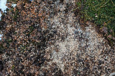 Açık hava tahılları. Tahıl kötü durumda. Tahılları atın. Tahıl öğütücü.