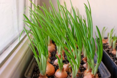 Pencere pervazında taze soğan. Ev yapımı. Seçici odak.