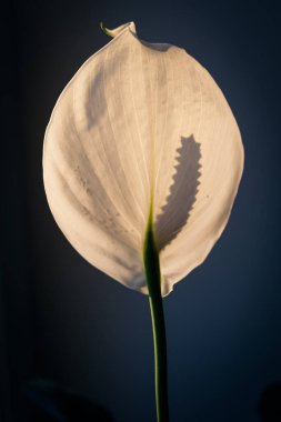 Barış Lily ya da Spatthiphyllum çiçeği güneş ışığıyla kapanır. House Bitki Bakımı. Mavi arka plan. Derin gölge.