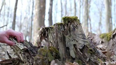İnsan eli kolayca çürük bir kütüğü kırabilir. Orman ekosisteminde tahtanın çürümesi. Aşağıdan görünüm, beklenmedik bir açı.