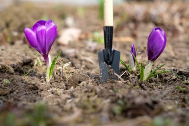 Canlı mor kır çiçekleri ve bahçe malası olan bahar bahçıvanlığı sahnesi. Hafifçe bulanık arkaplan. Güneş ışığı.