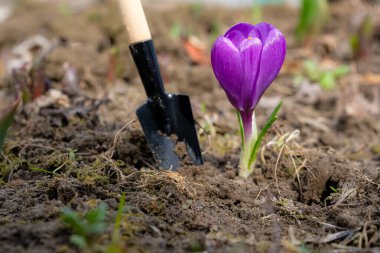 Canlı mor çiçek ve bahçe malalı bahçıvanlık sahnesi. Hafifçe bulanık arkaplan. Güneş ışığı. Boşluğu kopyala.