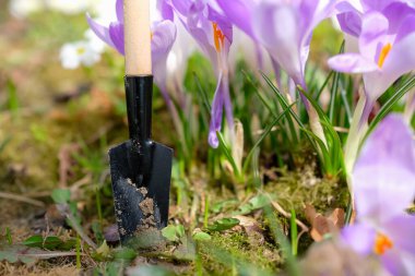 Yumuşak mor örgü çiçekleri ve bahçe malası ya da kürek. Uzayı kopyala Sığ alan derinliği.