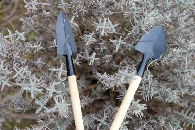 Lavanta çalılığında küçük bahçe aletleri. Mevsimlik lavanta bakımı. Üst Manzara. Seçici odak.