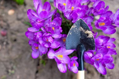 Canlı mor krukus çiçekleri ve bahçe malası ya da kürek. Bahçe işleri konsepti. Üst Manzara. Uzayı kopyala Yumuşak bulanık arkaplan.