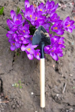 Canlı mor krukus çiçekleri ve bahçe malası ya da kürek. Bahçe işleri konsepti. Üst Manzara. Yumuşak bulanık arkaplan.