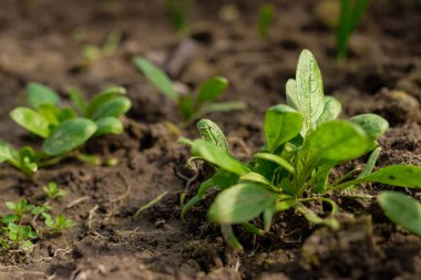 Serada ıspanak çalısı. Parlak güneş ışığı. Bakım, sulama, dölleme. Ev yapımı. Boşluğu kopyala.