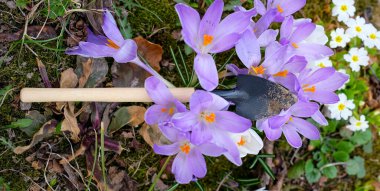 Bahçe malası, menekşe çiçeği çalısı ve beyaz çuha çiçeği. Bahar bahçesi olur. Üst görünüm.