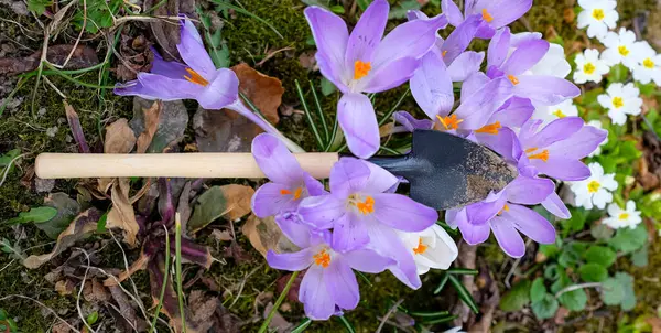 Bahçe malası, menekşe çiçeği çalısı ve beyaz çuha çiçeği. Bahar bahçesi olur. Üst görünüm.