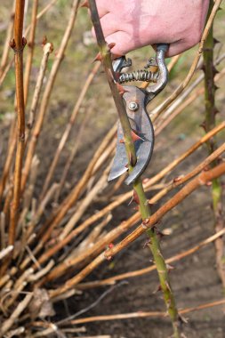 Adam bir çift bahçe makası ile bir gülün kuru, dikenli bir dalını keser. Bahçe mevsimi bakımı.