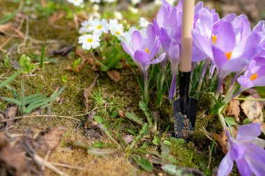 Bahçe malası, menekşe çiçeği çalısı ve beyaz çuha çiçeği. Yüzeyin derinliği. Boşluğu kopyala.