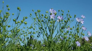 Mavi gökyüzü arkaplanına karşı keten çiçekli alan. Çiçekler ve tohum kabukları rüzgarda sallanıyor güneşli bir yaz sabahında.