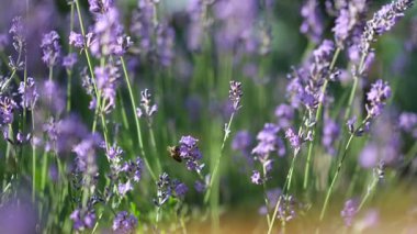 Güneşli bir günde Lavantalı Bal Arıları. Alanın Sığ Derinliği.