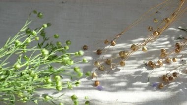 Beyaz keten kumaş üzerinde yeşil ve kurutulmuş keten kapsüller. Güneş gölgesi. Kuru kapsüllerden yeşil ketene geçiliyor.
