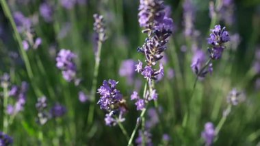 Lavanta tomurcuklanmış. Arılar çiçeklerden nektar toplarlar. Alanın Sığ Derinliği.