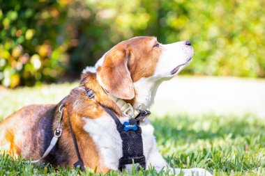 Sevimli bir Beagle karışık av köpeği çimenlerde uzanıyor ve koşumlarıyla güneşin tadını çıkarıyor. Burnunu gökyüzüne doğrultup temiz havayı kokluyor..