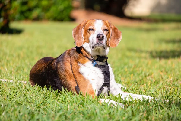 A Beagle mix hound dog is laying very elegantly in the sun on the grass. Looking forward into the distance this beautiful dog squints his eyes from the bright sunlight.