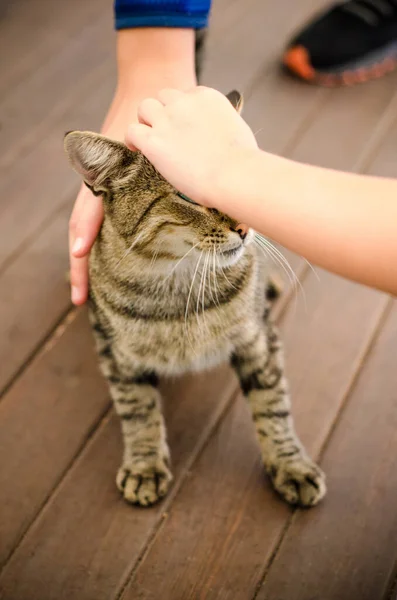 Funny Striped Gray Cat Sitting Floor Many Children Hands Stroking — Stock Photo, Image