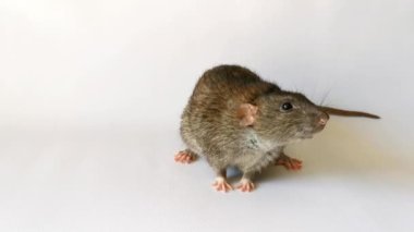 Beyaz arka plandaki gri evcil fare oturur ve çerçeveden çıkar ve işer.