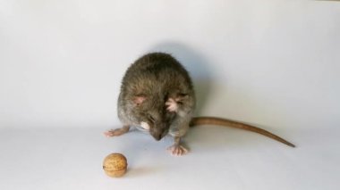 Gri evcil sıçan yüzünü yıkar, göbeğini, önünde bir fındık yatar, o da elinden alınır.