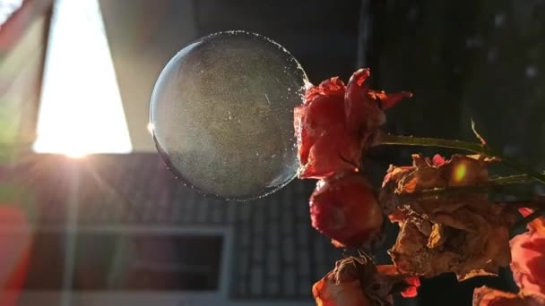 Proceso Congelación Una Burbuja Jabón Helada Exterior Rosas Secas Frente — Vídeos de Stock