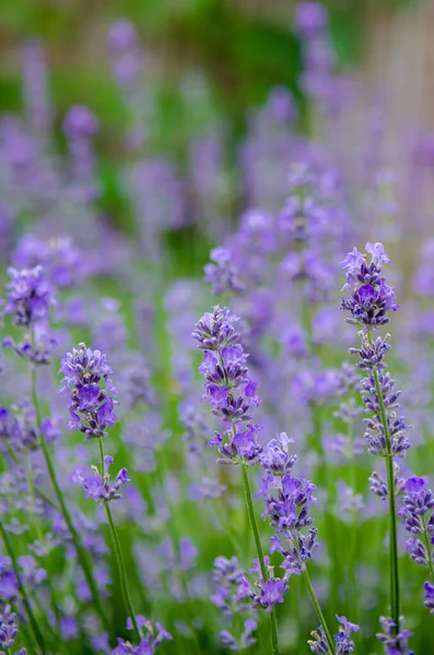 Lavender Flowers Grow Garden Summer Greenery Background Postcard — Stock Photo, Image