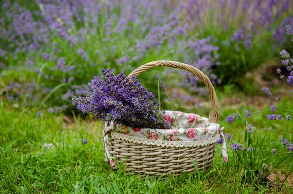 Strohkorb Mit Gesammelten Lavendelsträußen Sommer Garten Auf Dem Rasen — Stockfoto