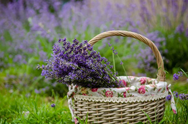 Strohkorb Mit Gesammelten Lavendelsträußen Sommer Garten Auf Dem Rasen — Stockfoto